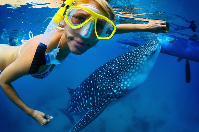 La Paz Whale Shark Snorkeling Tour and Lunch From Los Cabos - Meeting the guides at La Paz’s Malecón