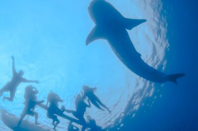 La Paz Whale Shark Snorkeling Tour and Lunch From Los Cabos