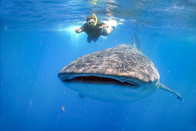 La Paz Whale Shark Snorkeling Tour and Lunch From Los Cabos - Lunch after the swim