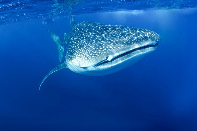 La Paz Whale Shark Snorkeling Tour and Lunch From Los Cabos - What the $259 price really buys you