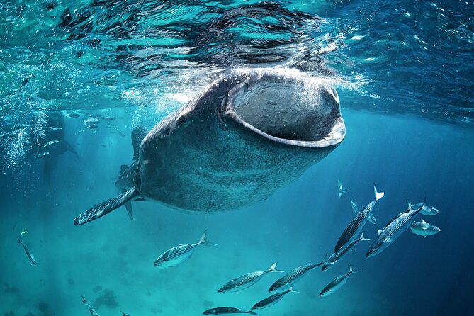 La Paz Whale Shark Snorkeling Tour and Lunch From Los Cabos - The biggest operational risk: waiting and closure