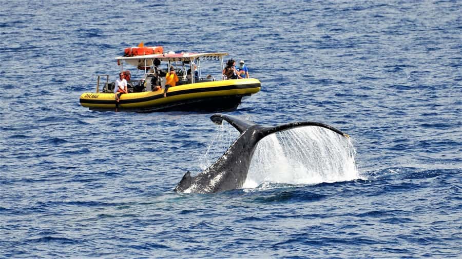 Lahaina: Day or Sunset Whale Watching Tour with Naturalist - Key points to know before booking
