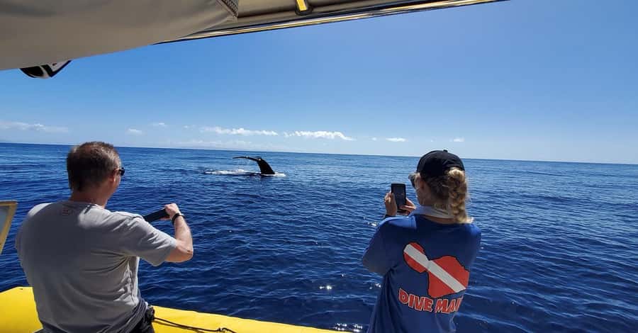 Lahaina: Day or Sunset Whale Watching Tour with Naturalist - Why this Lahaina whale watch feels different