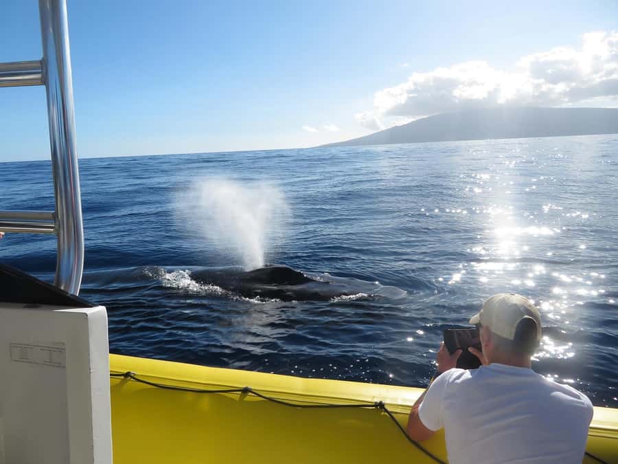 Lahaina: Day or Sunset Whale Watching Tour with Naturalist - The low raft gives you a front-row view