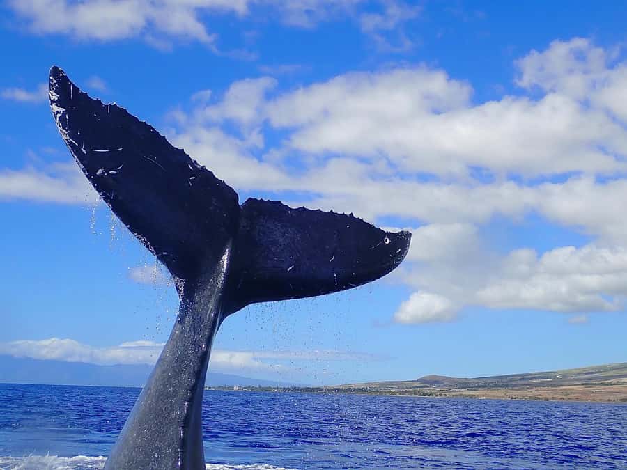 Lahaina: Day or Sunset Whale Watching Tour with Naturalist - Listening to whales with the hydrophone