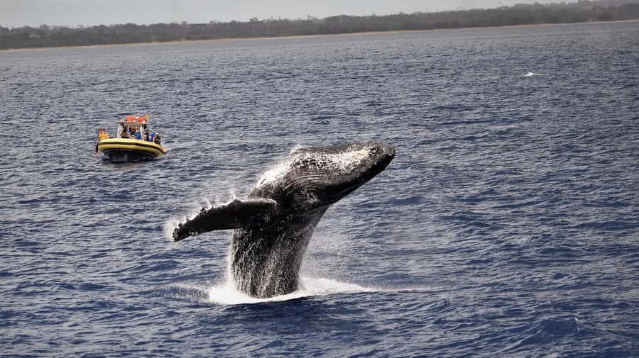 Lahaina: Day or Sunset Whale Watching Tour with Naturalist - From 1223 Front Street to the Auau Channel