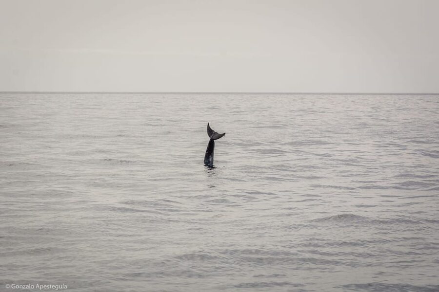 Lanzarote: Whale and Dolphin Watching Eco-Friendly Catamaran - Four hours searching the Atlantic for wild animals