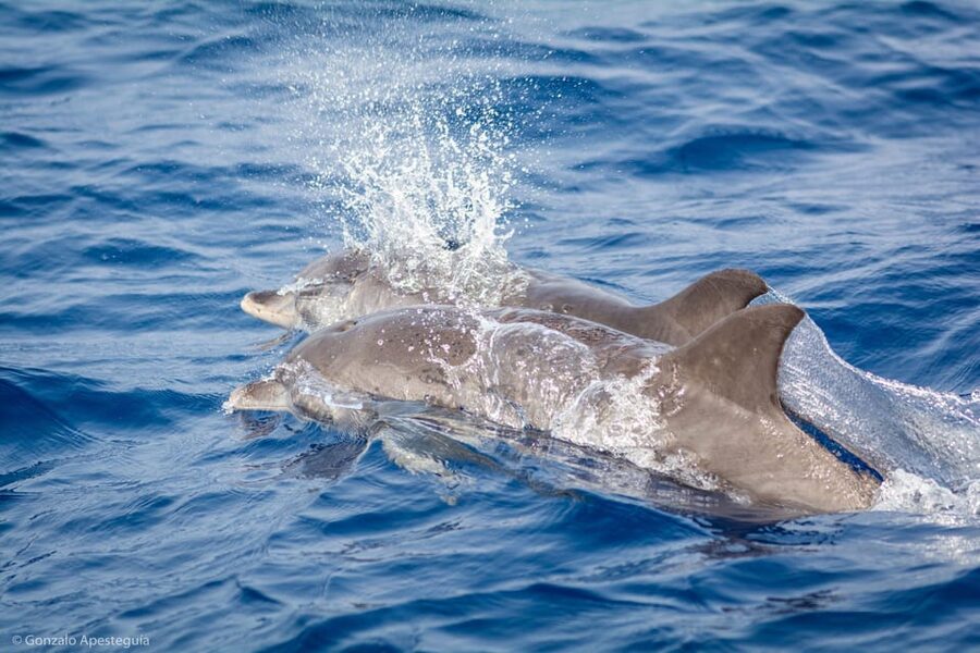 Lanzarote: Whale and Dolphin Watching Eco-Friendly Catamaran - Wildlife comes before the perfect photograph
