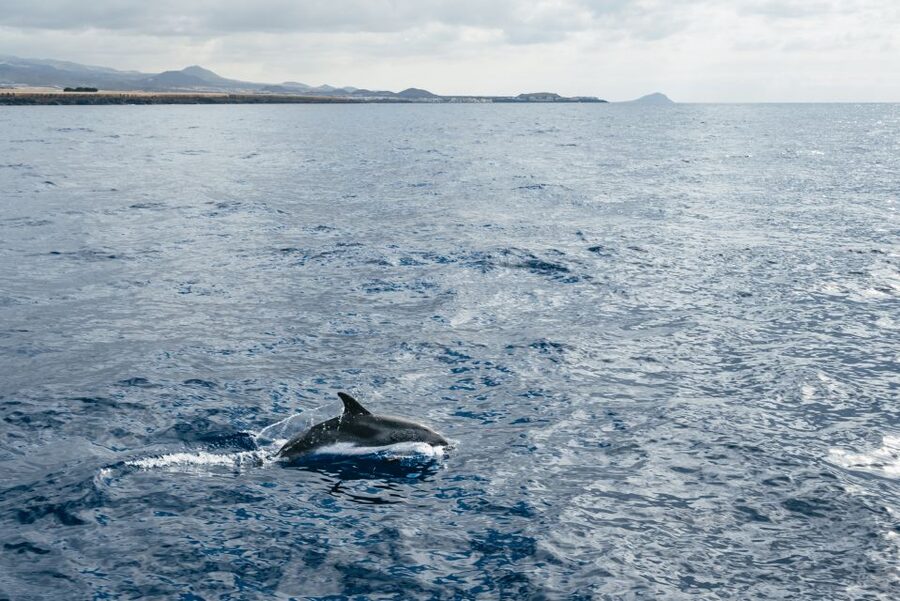 Las Galletas: Whale & Dolphin Tour with Local Skipper - What the small group changes