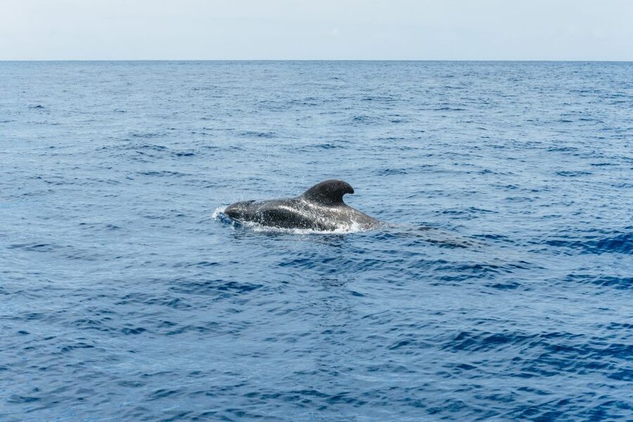 Las Galletas: Whale & Dolphin Tour with Local Skipper - Homemade lunch on board