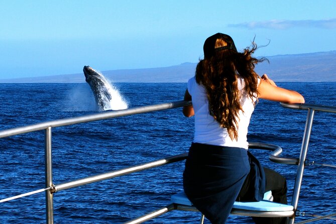 Late Morning Whale Watch Cruise on Seasmoke - Why sanctuary waters make this a practical whale watch