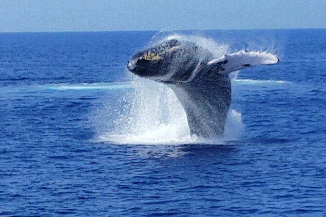Late Morning Whale Watch Cruise on Seasmoke - A good choice for families, with a few planning notes