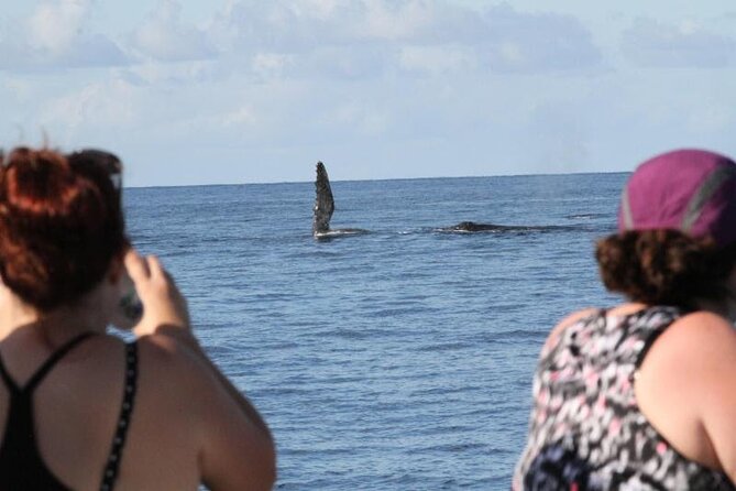 Late Morning Whale Watch Cruise on Seasmoke - Booking, cancellation, and the best way to plan