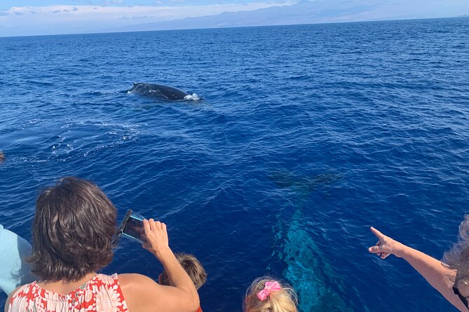 Late Morning Whale Watch Cruise on Seasmoke - What you may see during the 90-minute cruise