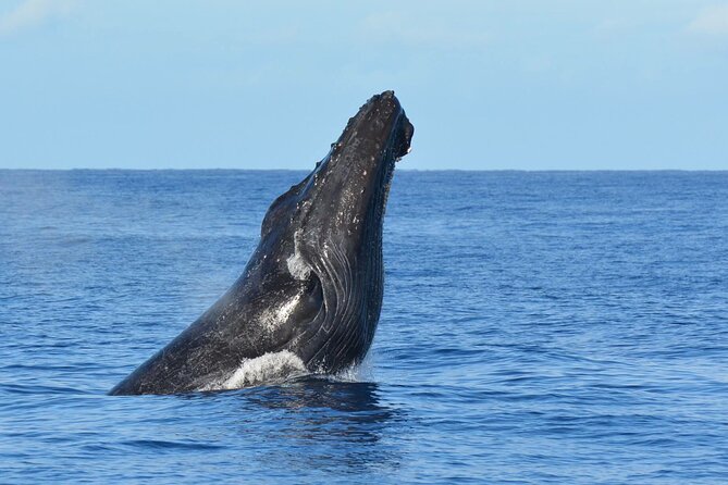 Late-Morning Whale Watch on our Power Catamaran - Getting to the whales from the Kohala Coast