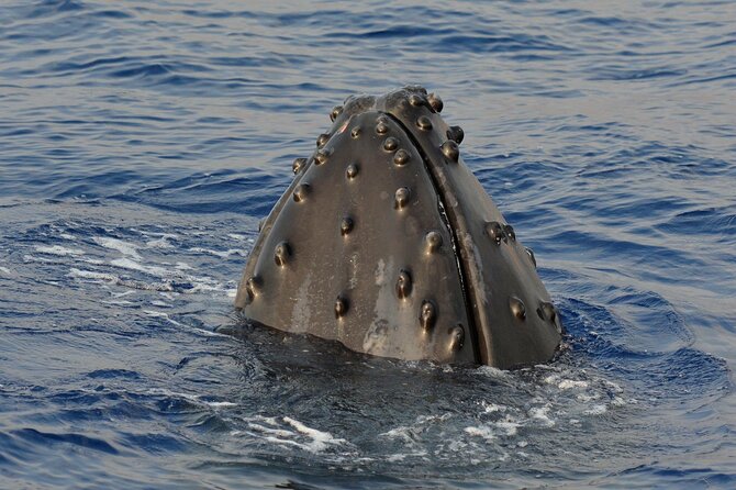 Late-Morning Whale Watch on our Power Catamaran - The hydrophone turns whale watching into listening