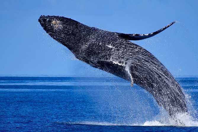Late-Morning Whale Watch on our Power Catamaran - Is $125 a fair price for 90 minutes?