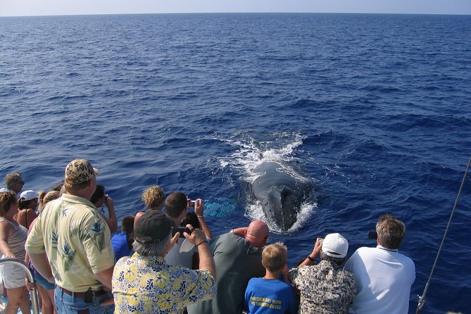 Late-Morning Whale Watch on our Power Catamaran - A steady power catamaran with room to watch