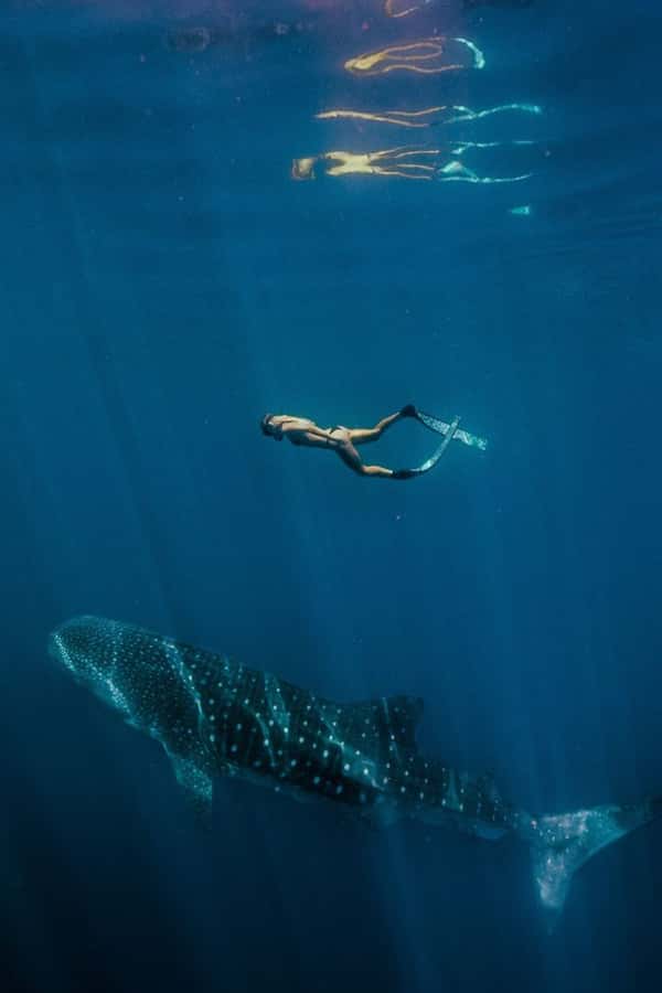 Lombok : Sharing Whale Shark Tour 2 Day 1 Night Sumbawa - From Mataram to Kayangan Harbour