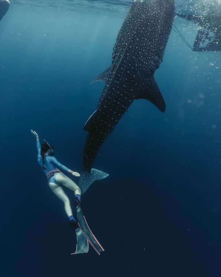 Lombok : Sharing Whale Shark Tour 2 Day 1 Night Sumbawa - The 4:00 AM traditional boat ride