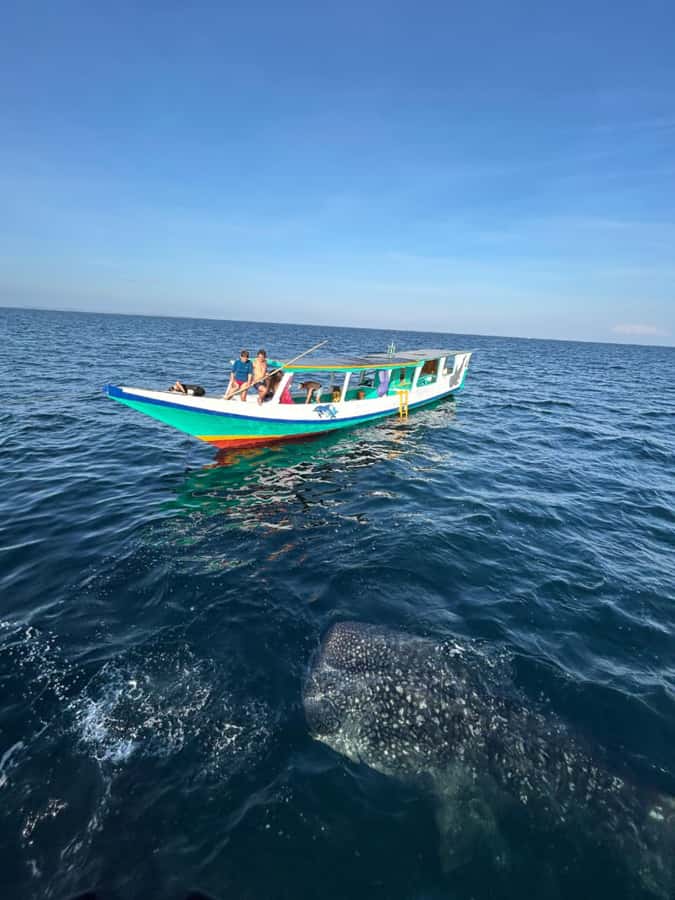 Lombok : Sharing Whale Shark Tour 2 Day 1 Night Sumbawa - Should you book the Sumbawa whale shark tour?
