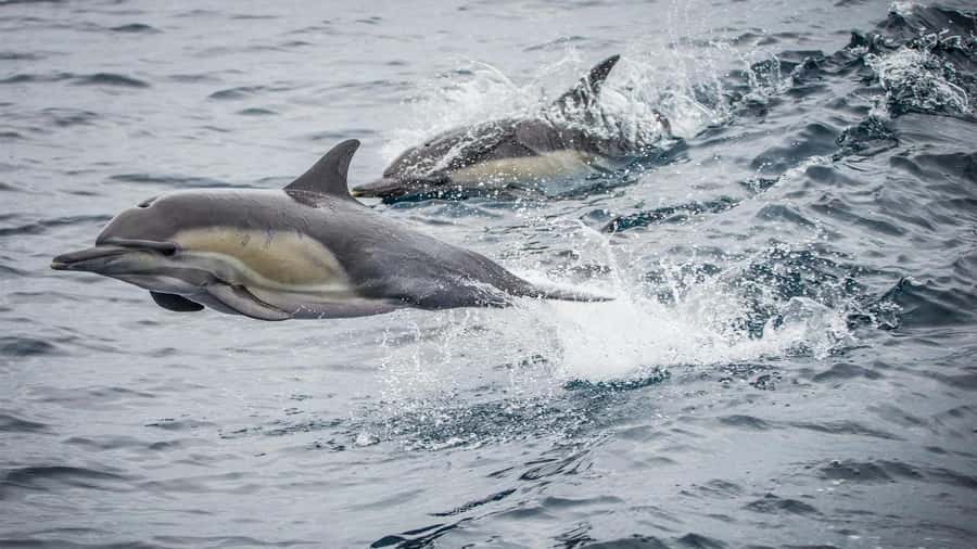 Long Beach: Whale and Dolphin Watching Cruise - From Long Beach Harbor to the Open Pacific