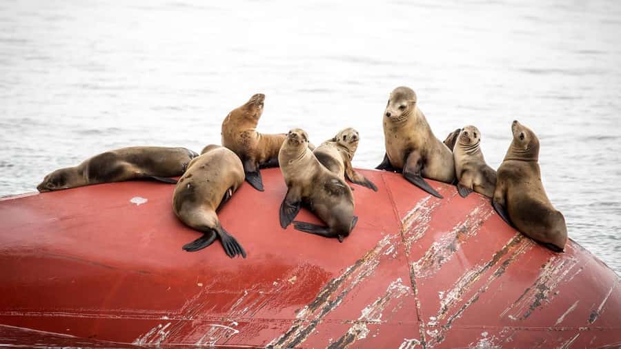 Long Beach: Whale and Dolphin Watching Cruise - A 150-Minute Search for Humpbacks and More