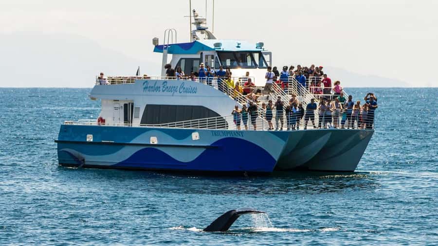 Long Beach: Whale and Dolphin Watching Cruise - The Boat: Practical Comfort at Sea