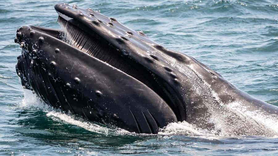Long Beach: Whale and Dolphin Watching Cruise - Cold Wind, Flat Seas, and What to Wear