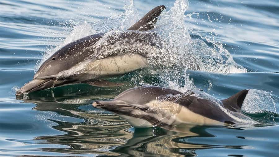 Long Beach: Whale and Dolphin Watching Cruise - Wildlife Sightings and Realistic Expectations
