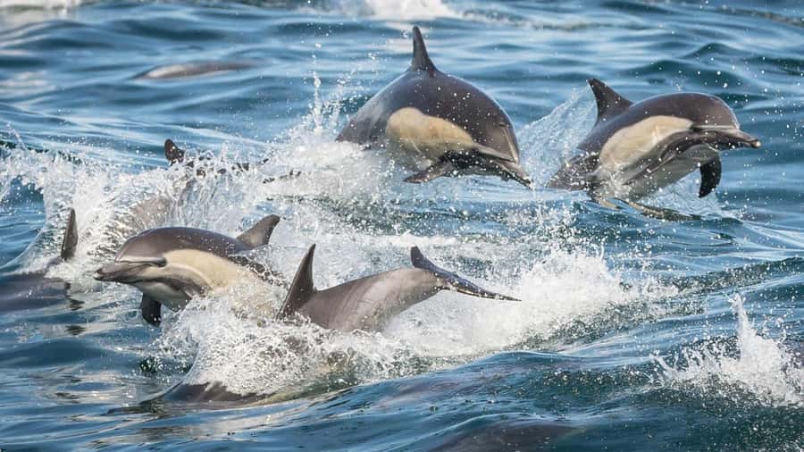Long Beach: Whale and Dolphin Watching Cruise - Is $45 a Good Price?