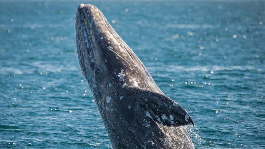 Long Beach: Whale and Dolphin Watching Cruise - FAQ