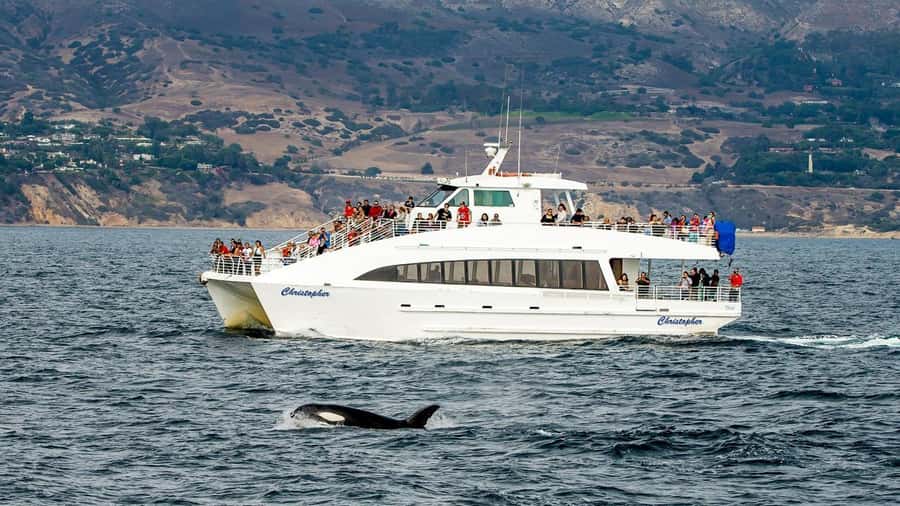 Long Beach: Whale and Dolphin Watching Cruise - What the Aquarium Educators Add
