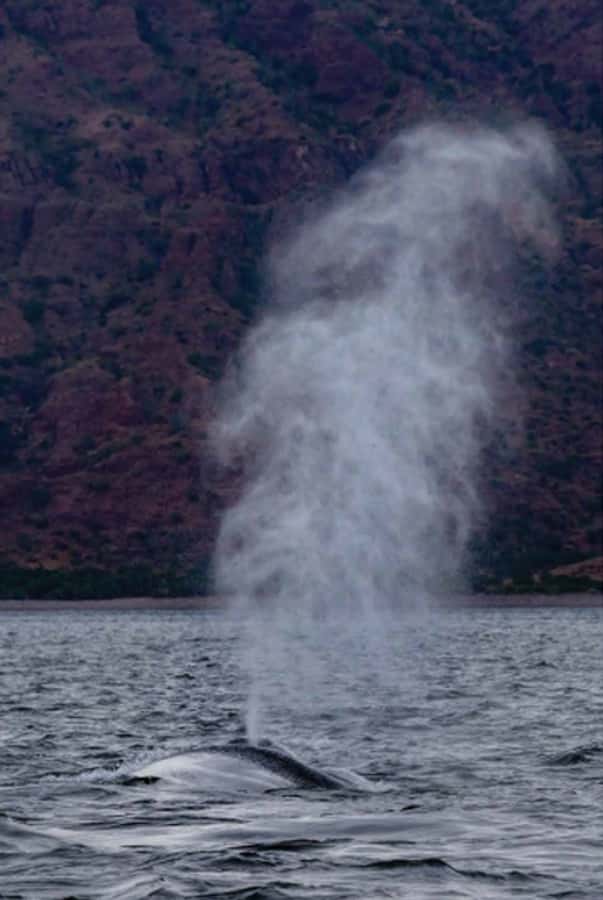 Loreto: Whale Watching Cruise with Transfers and Lunch - Key points to know before you book