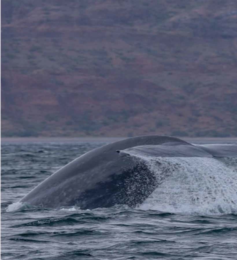 Loreto: Whale Watching Cruise with Transfers and Lunch - Why Loreto is a fine place to search for blue whales