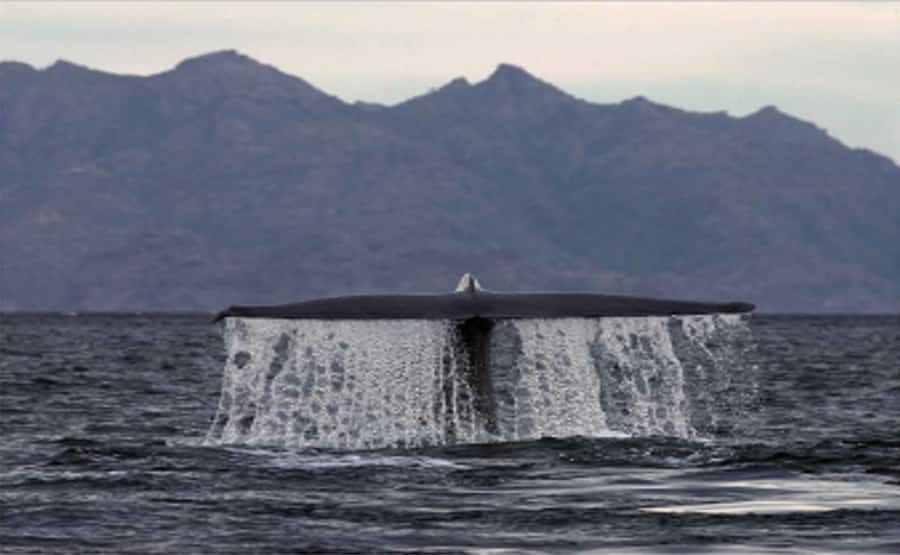 Loreto: Whale Watching Cruise with Transfers and Lunch - What the three-hour panga cruise feels like