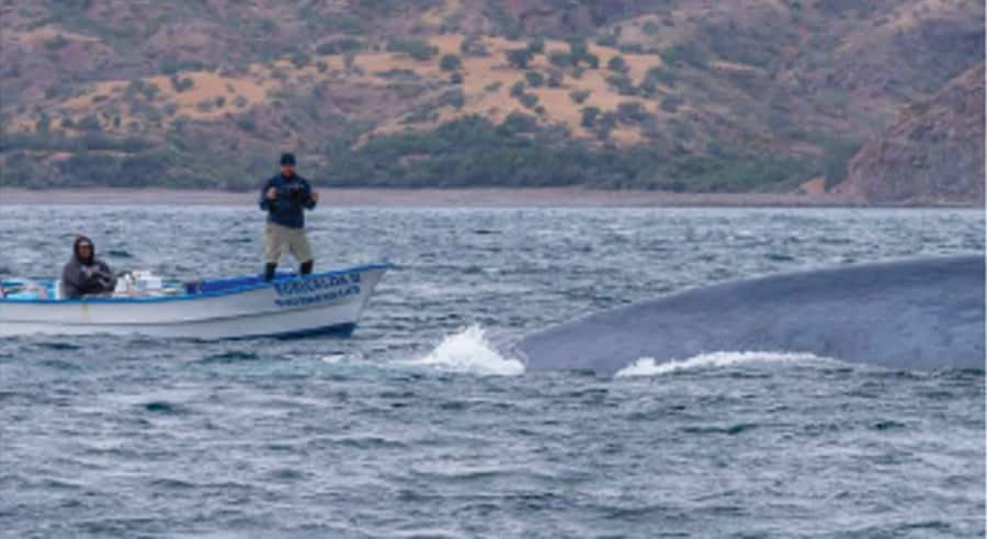 Loreto: Whale Watching Cruise with Transfers and Lunch - From your Loreto hotel to the marina