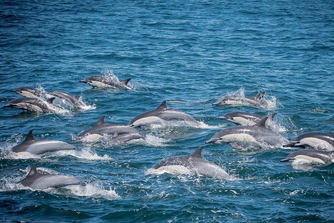 Los Angeles Whale and Dolphin Watching Cruise from West Harbor - Key points before you book