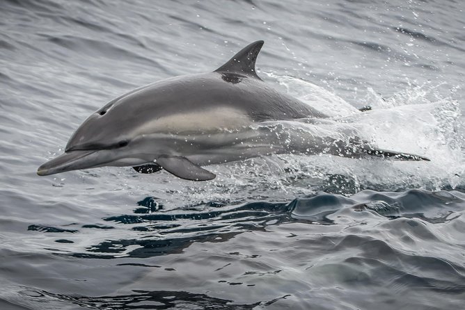 Los Angeles Whale and Dolphin Watching Cruise from West Harbor - Point Fermin Lighthouse from the sea