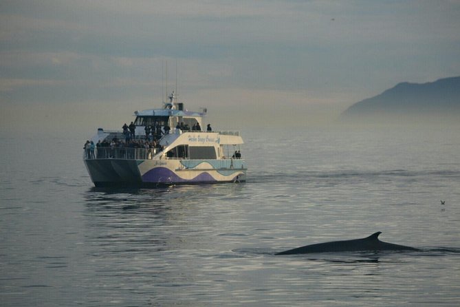 Los Angeles Whale and Dolphin Watching Cruise from West Harbor - Whale and dolphin sightings: set the right goal