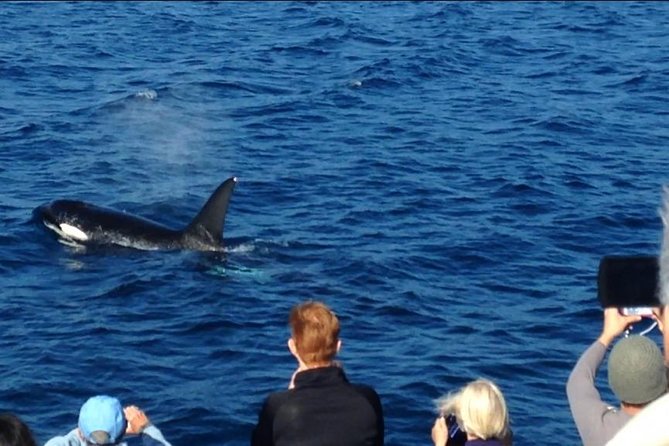 Los Angeles Whale and Dolphin Watching Cruise from West Harbor - What the $45 price really covers