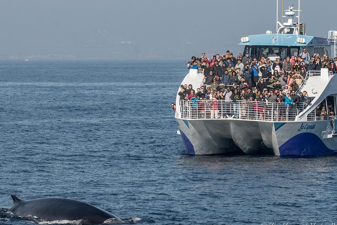 Los Angeles Whale and Dolphin Watching Cruise from West Harbor - A working port before the wildlife search