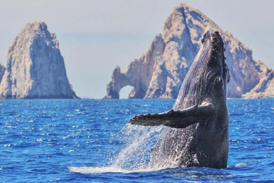 Los Cabos: Catamaran Whale Watching Cruise - What the four-hour schedule really means