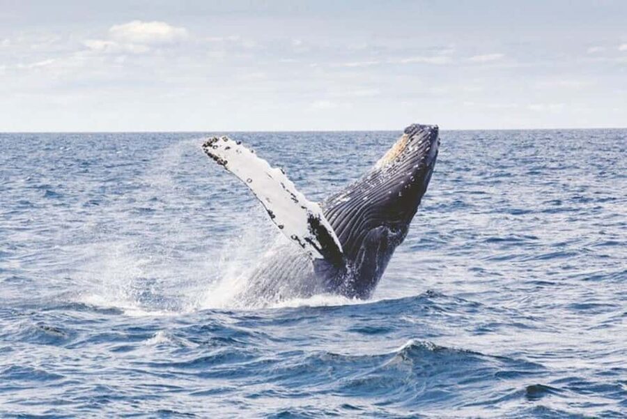 Los Cabos: Catamaran Whale Watching Cruise - Is $95 a good value?