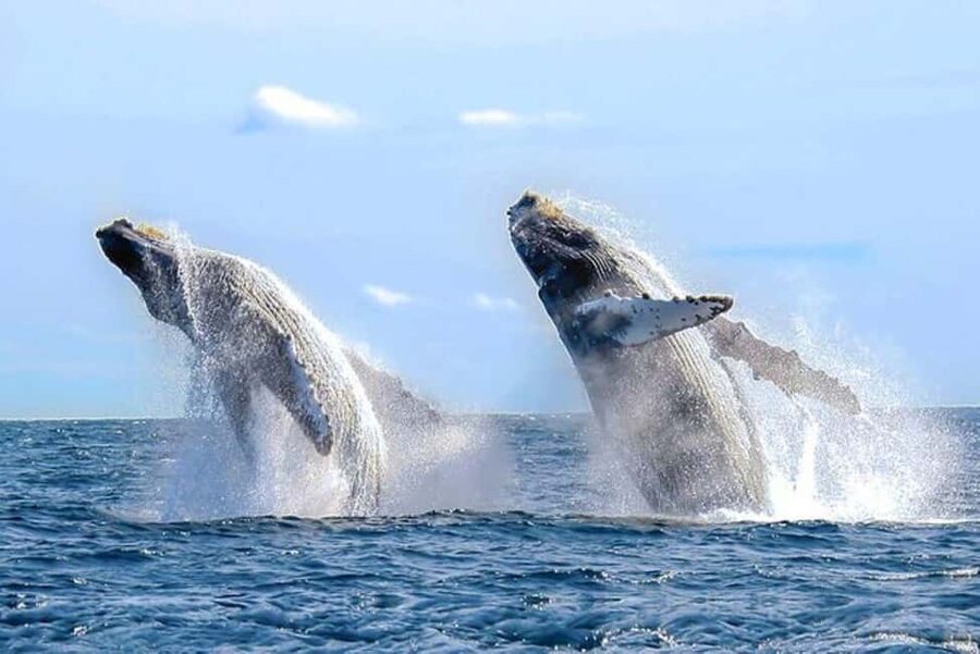 Los Cabos: Catamaran Whale Watching Cruise - Setting out from Los Cabos by catamaran
