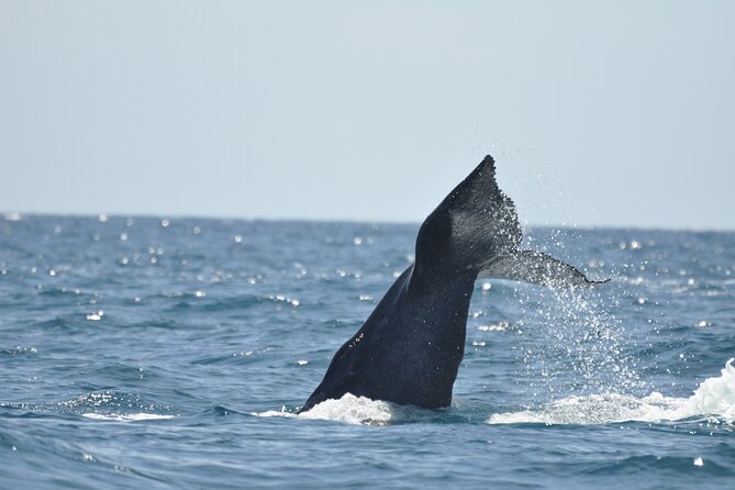 Los Cabos Humpback Whale: 10-Hour Tour 3 Hours of Whale Watching - Why this La Paz whale tour takes all day