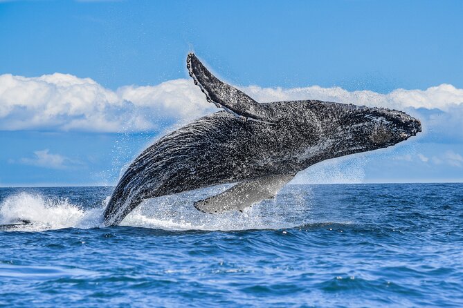 Los Cabos Humpback Whale: 10-Hour Tour 3 Hours of Whale Watching - Reaching Cabo San Lucas and El Arco