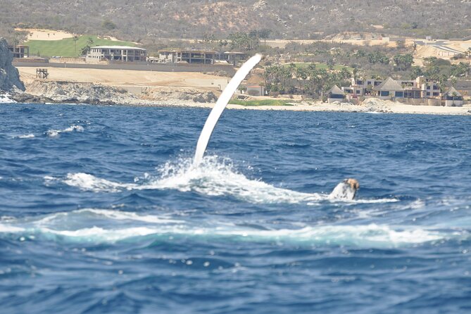 Los Cabos Humpback Whale: 10-Hour Tour 3 Hours of Whale Watching - Three hours on the water with humpback whales