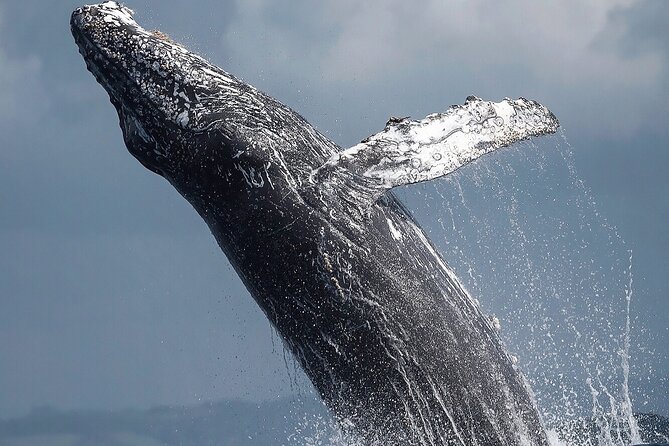 Los Cabos Humpback Whale: 10-Hour Tour 3 Hours of Whale Watching - Food and drinks that make the long day easier
