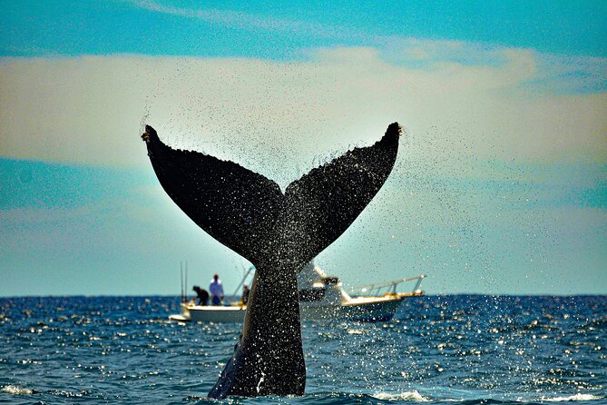 Los Cabos Humpback Whale: 10-Hour Tour 3 Hours of Whale Watching - Is $299.25 a fair price?